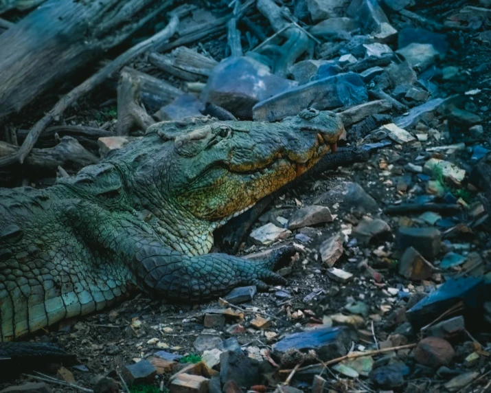 an alligator resting on the ground among the debris