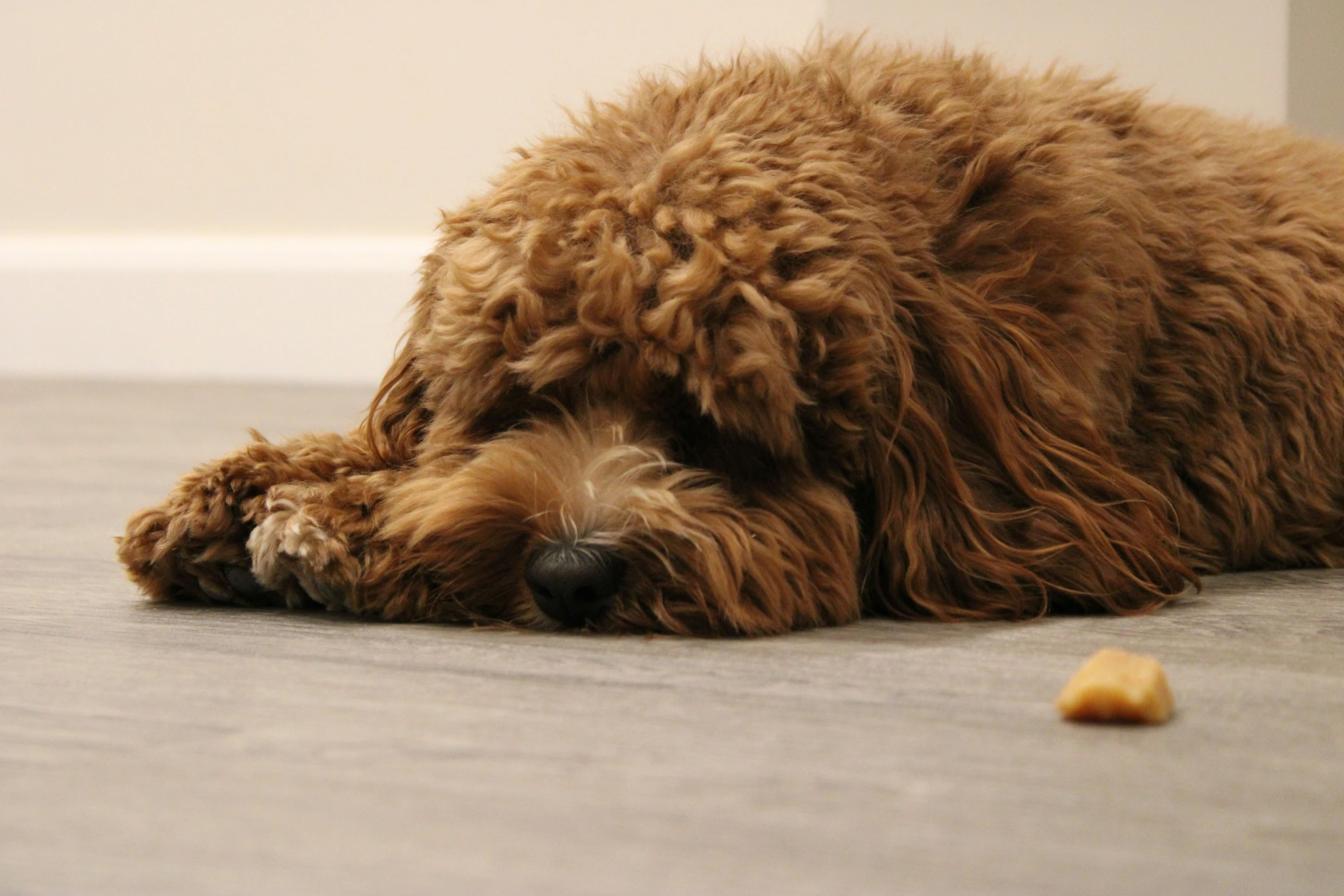 a large dog lies on the floor next to an orange piece of candy