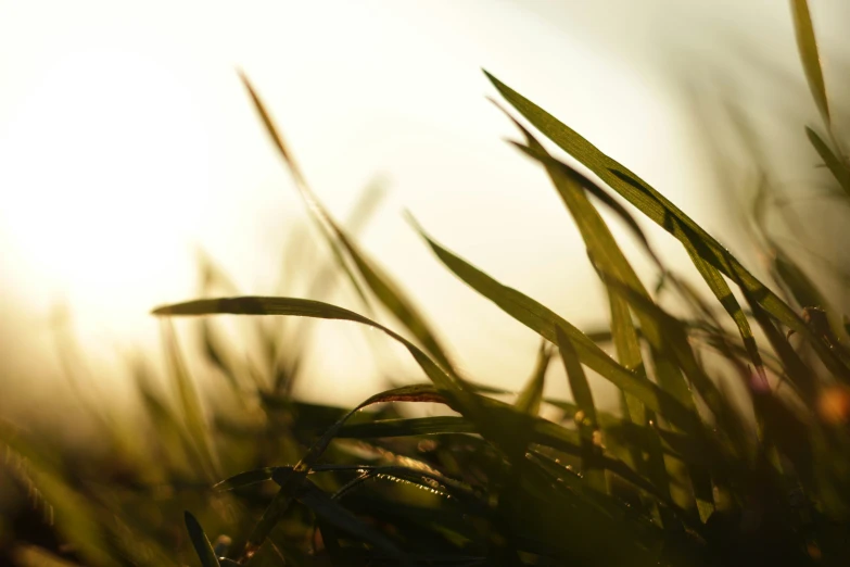 a close up po of some grass with the sun in the background