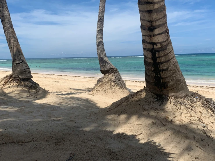 two palm trees on the beach with bright blue skies