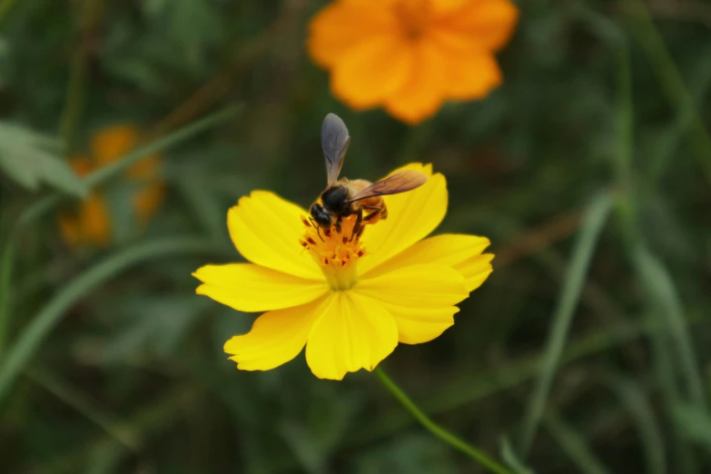 a yellow and black bee is on top of a flower