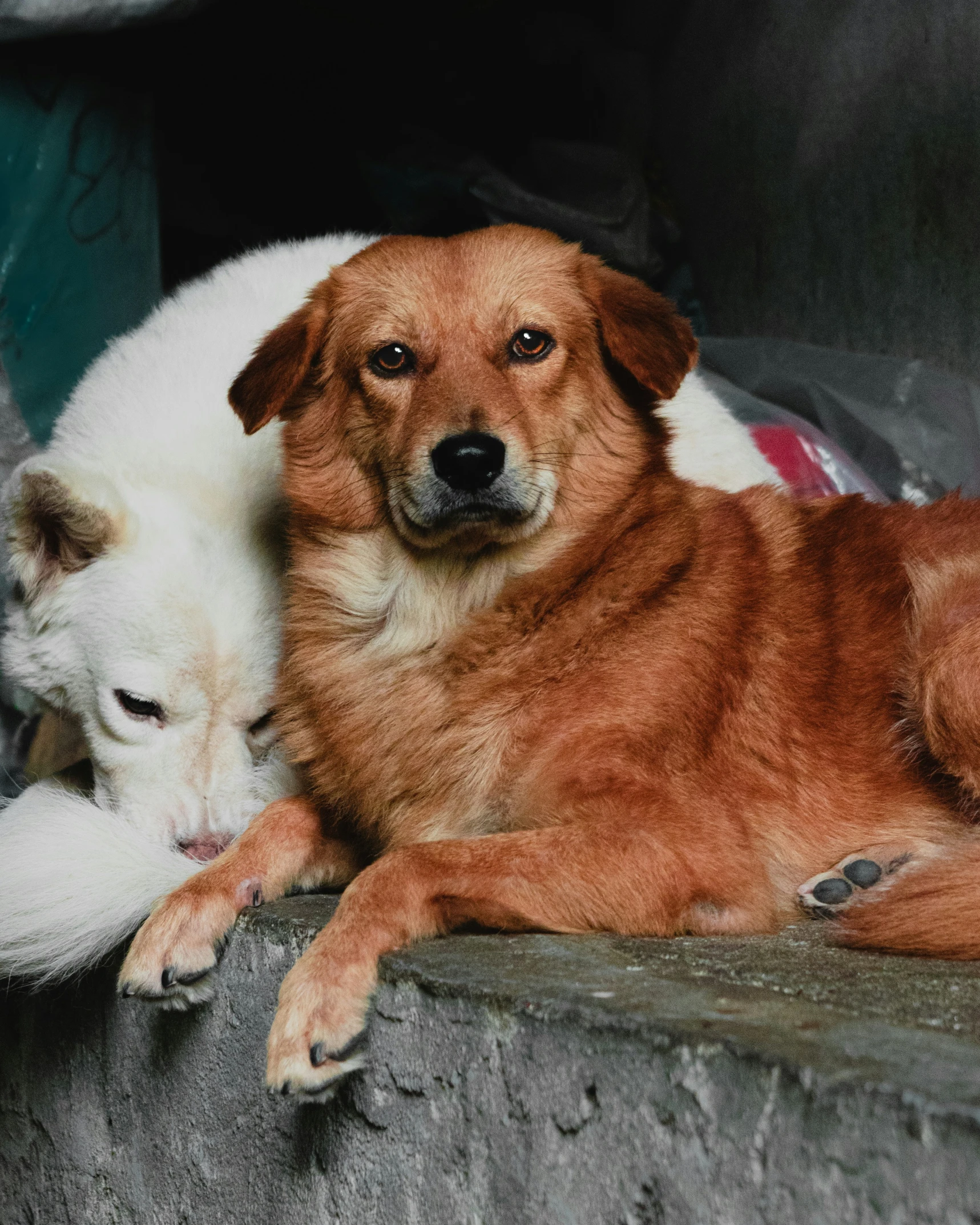 an image of two dogs that are laying down