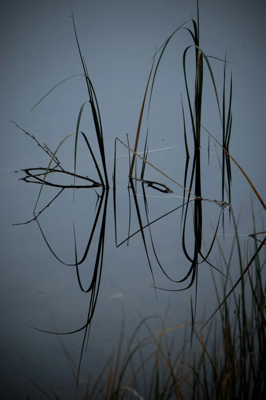 the reflection of two different plants and a bird is on the lake