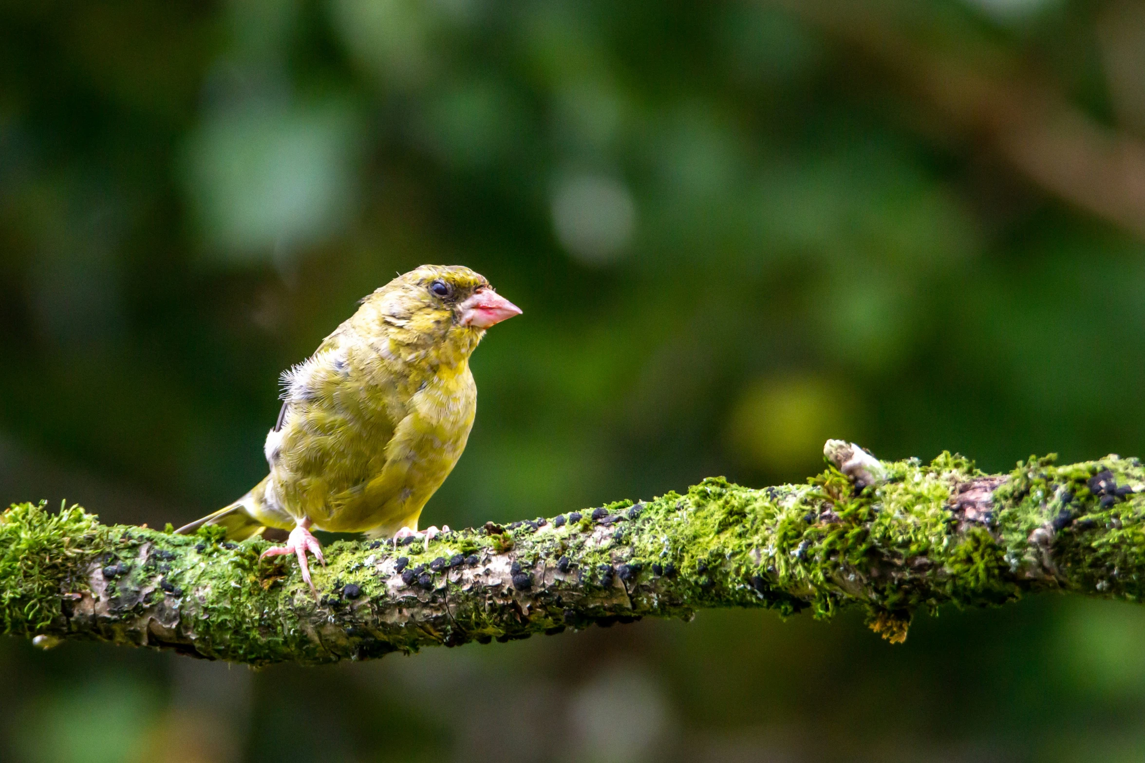 a small bird with a pink beak sits on a nch