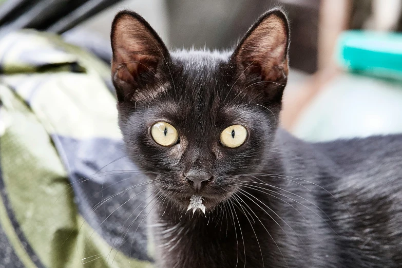 a close - up image of the black cat's face looking directly into the camera lens
