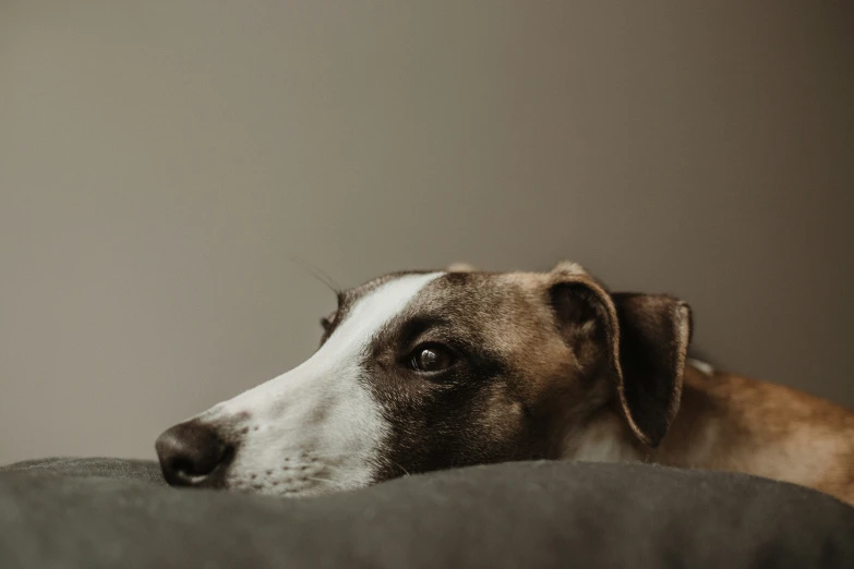 dog looking over pillow on bed with wall in background