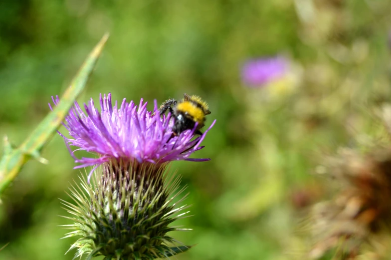 a bum sitting on top of a purple flower