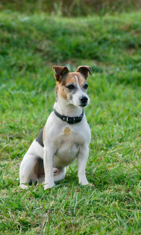 a small dog sitting in the grass staring at soing