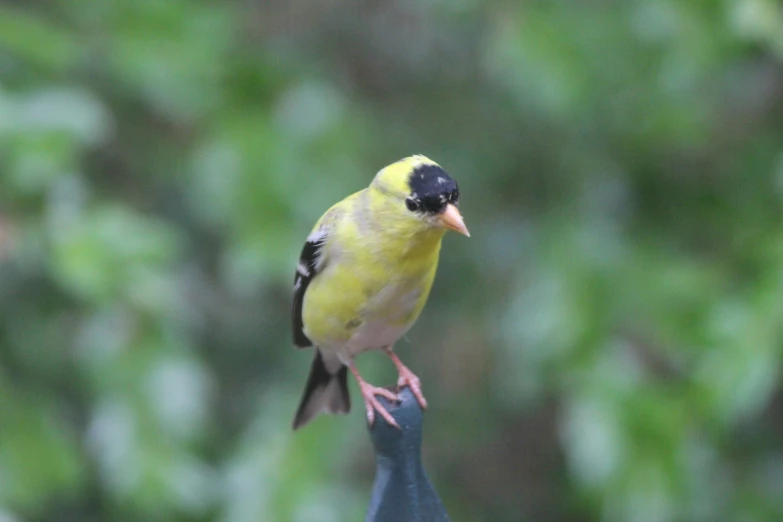 a small yellow bird standing on top of a metal object