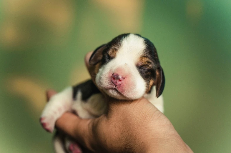 a small puppy is in a human's hand