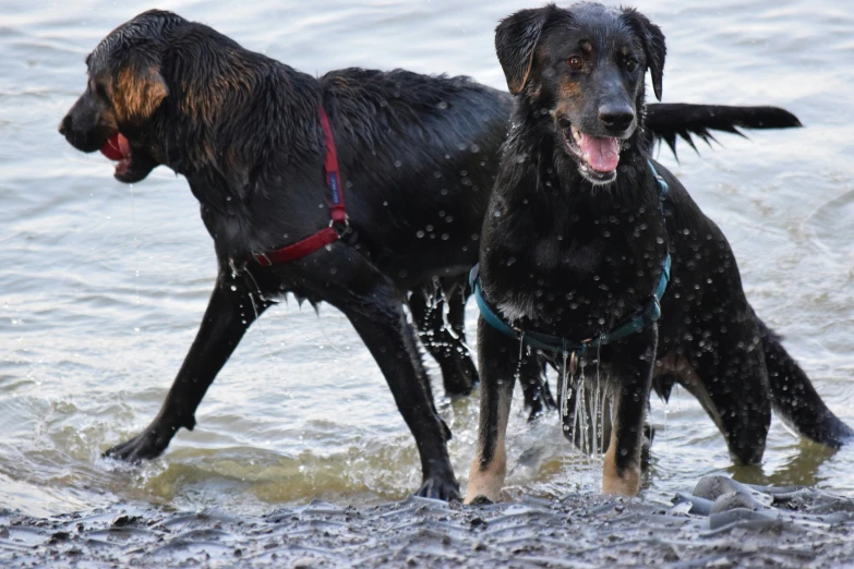 two large dogs standing in the water
