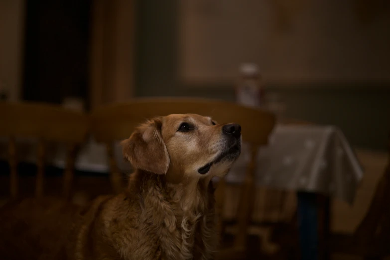 dog at dining room table looking up to the ceiling