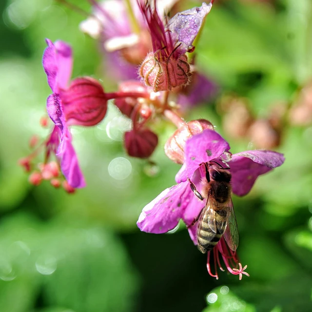 there is a bee on a flower and it looks like it is taking off