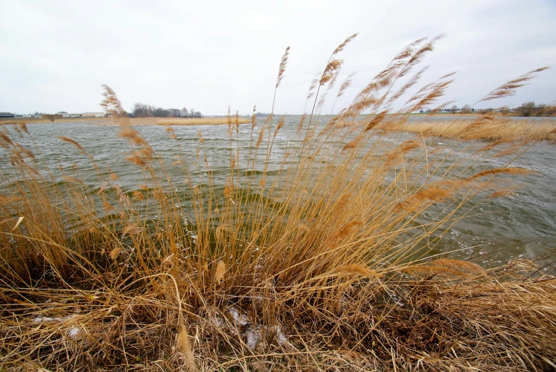 the grass is growing next to the water