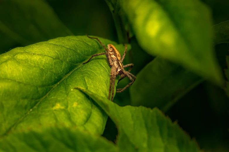 a large bug sitting on top of green leaf covered leaves