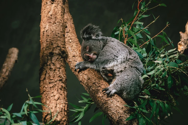 a gray and black animal on a tree nch