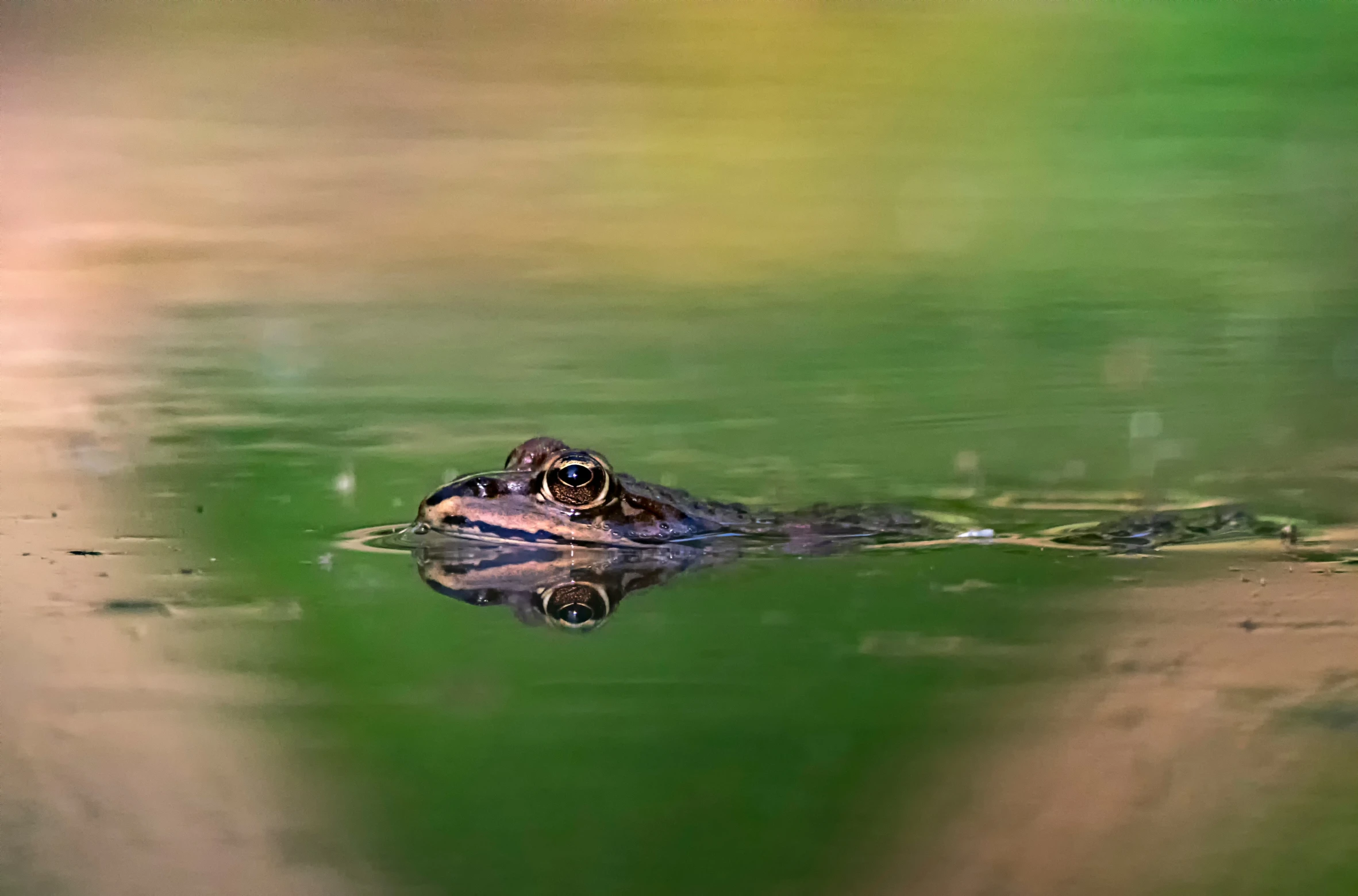 a big frog in the water with its eyes open