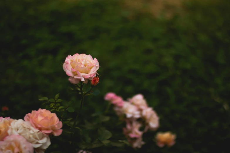 a bunch of pink and white flowers growing on some green grass