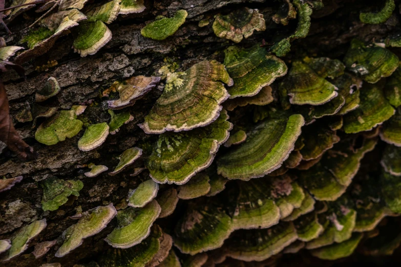 a cluster of mushrooms grow on a tree in the woods