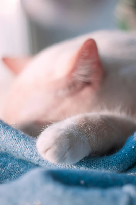 a white cat sleeping on top of a blue towel