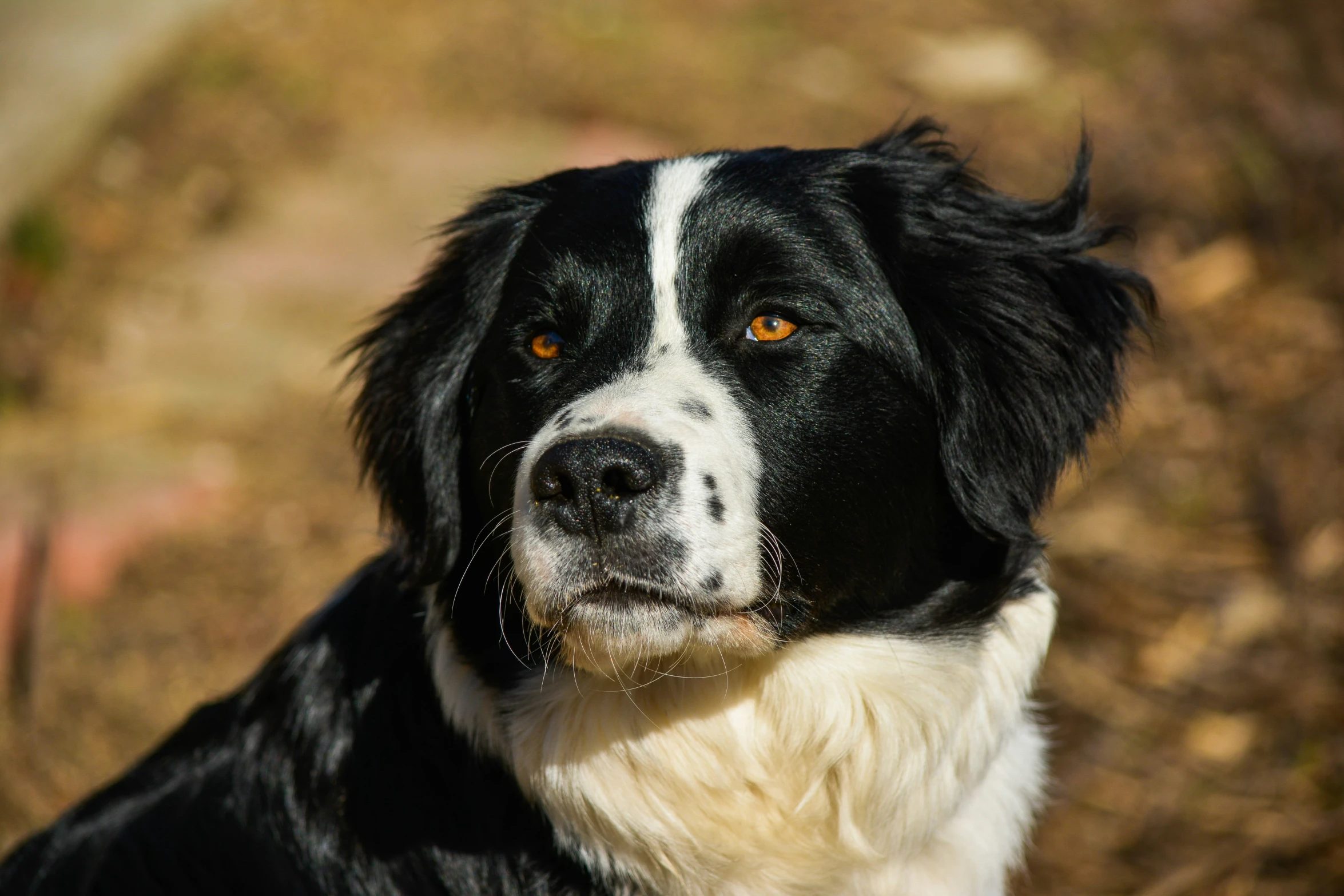 a close up view of a black and white dog with spots of yellow