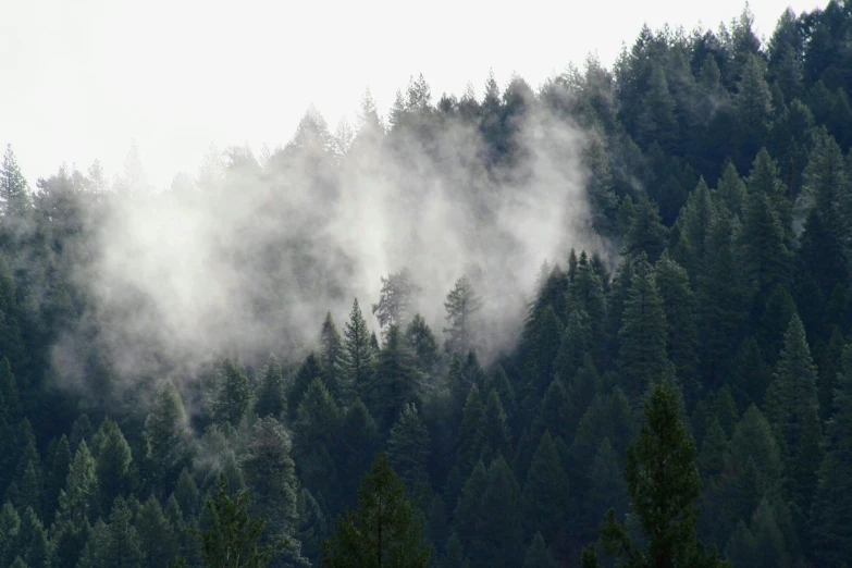 fog rolls through a forested area of trees