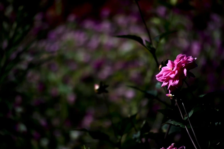 a group of pink flowers in front of trees