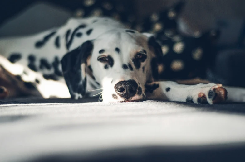 a dog is laying on the floor and its head and legs are covered with balls