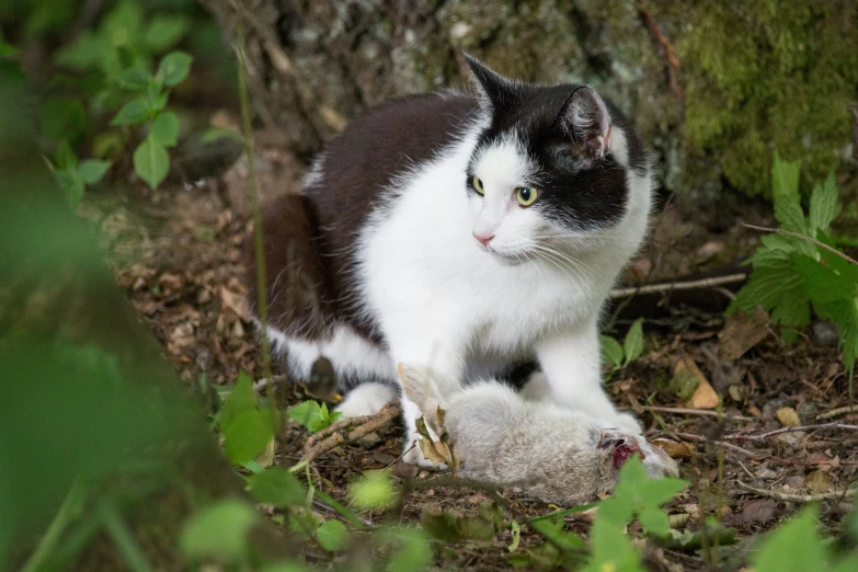 a black and white cat sitting in the leaves and looking away