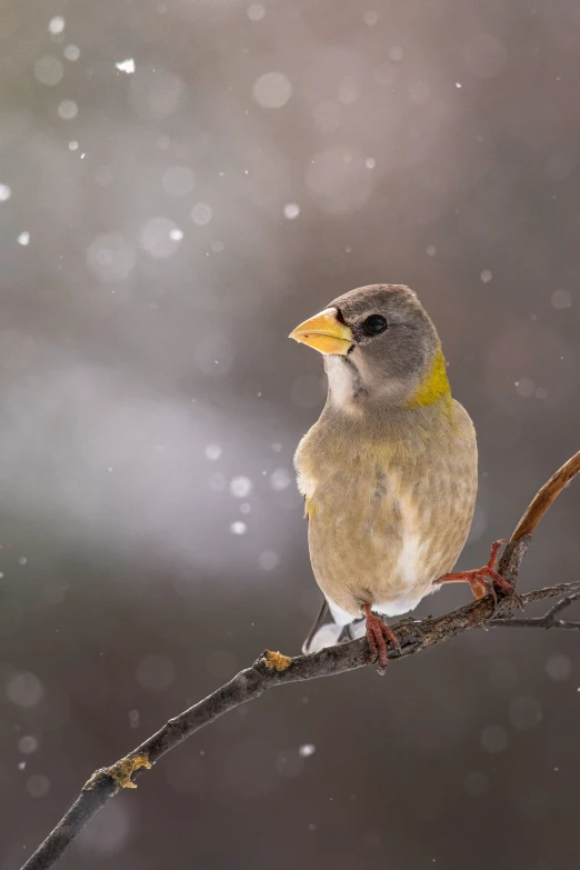 a small bird is sitting on top of a tree nch