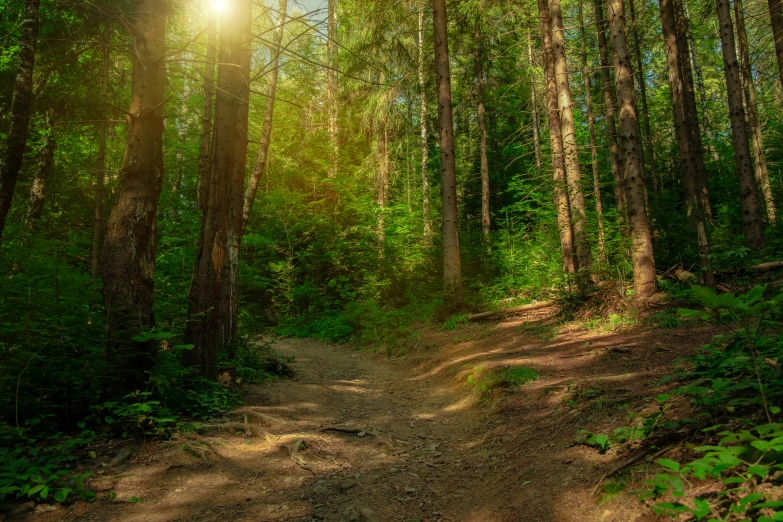 the sunbeames shine through the thicket of trees in this wooded area