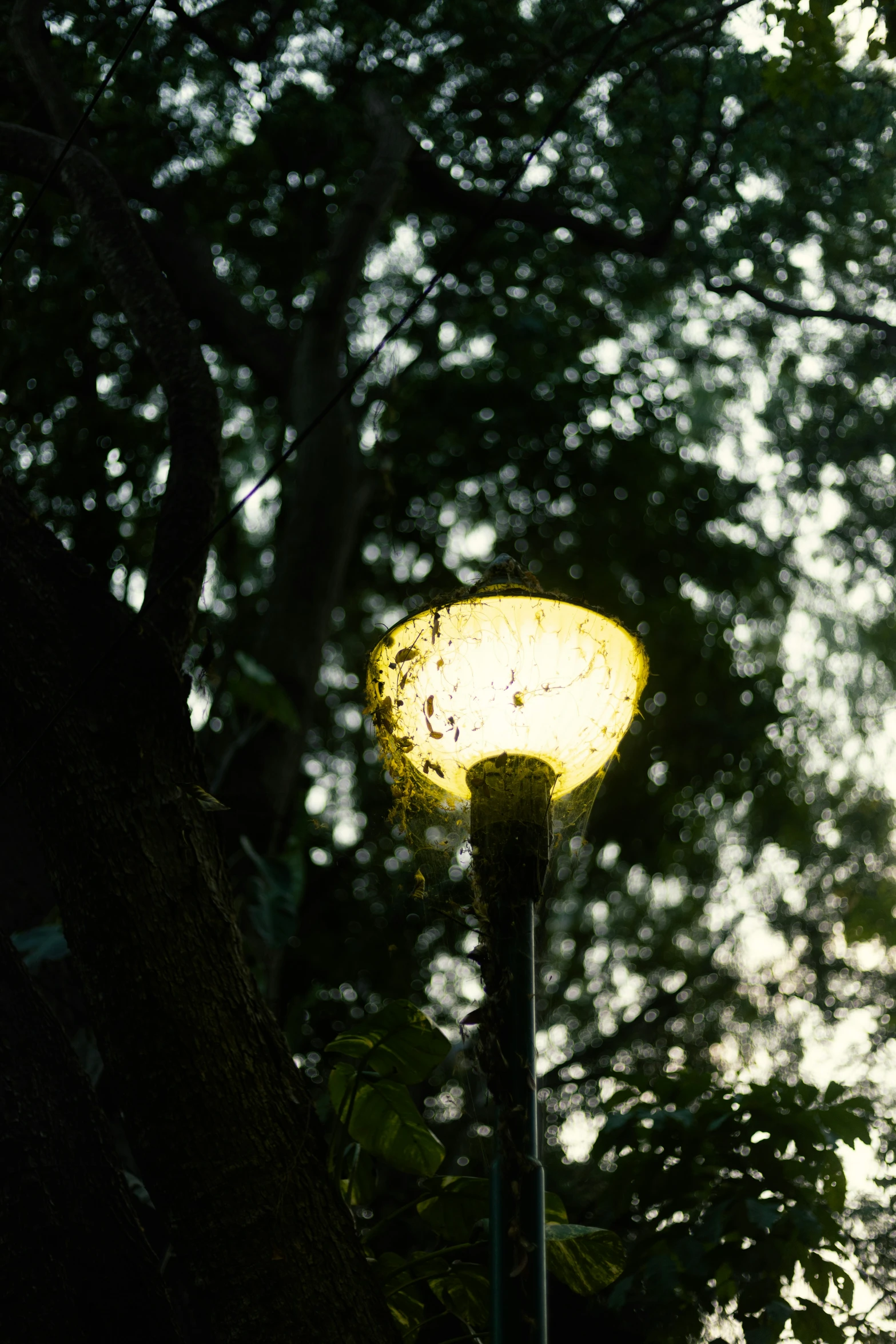 a street lamp glowing at night in the evening