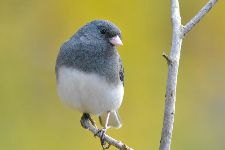 a gray and white bird with pink beak sitting on a nch