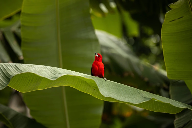 a red bird sitting on top of a green banana leaf