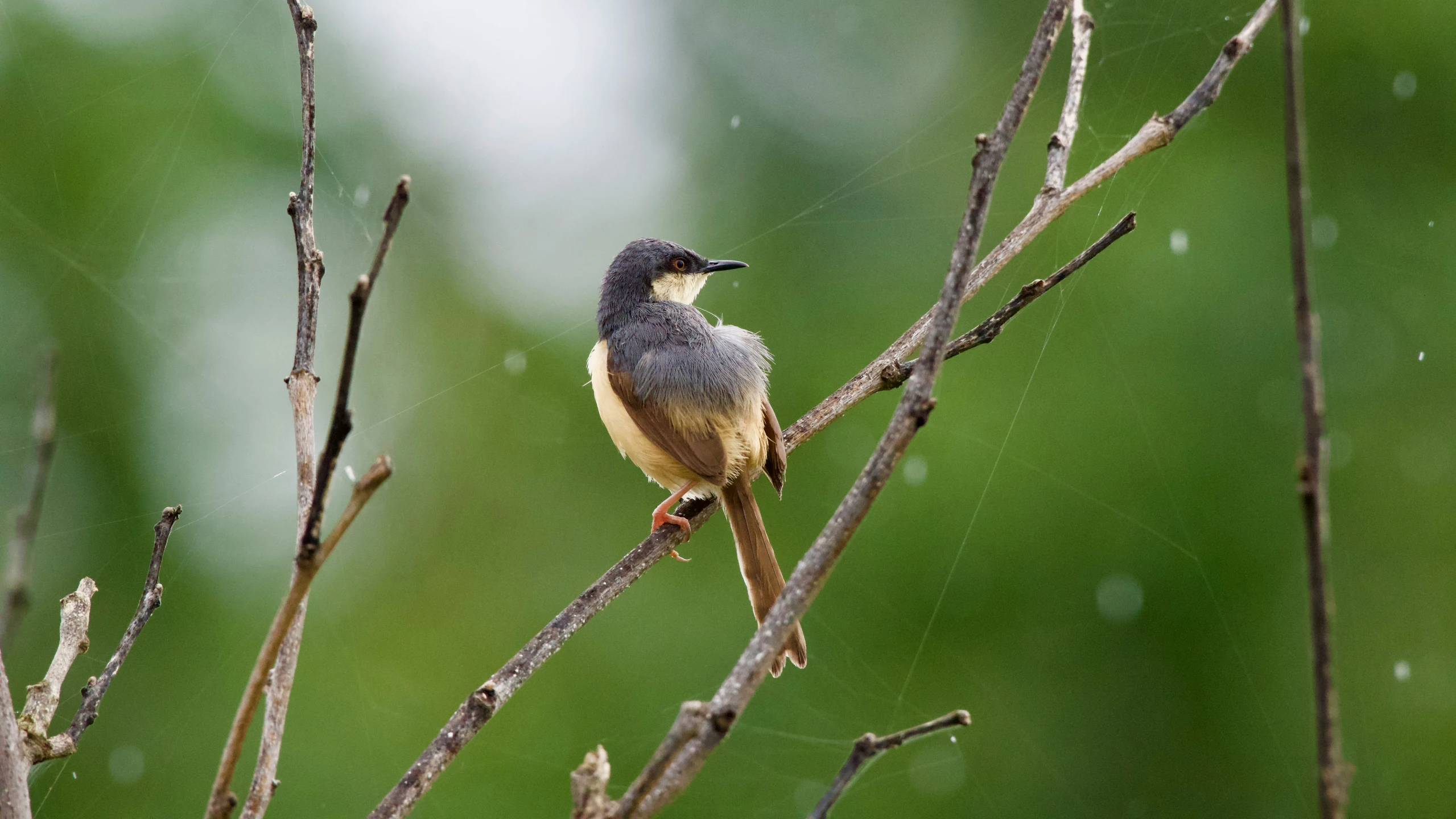 a small bird perched on the nch of a tree