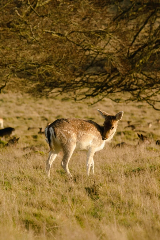 two deer standing in the middle of an open field