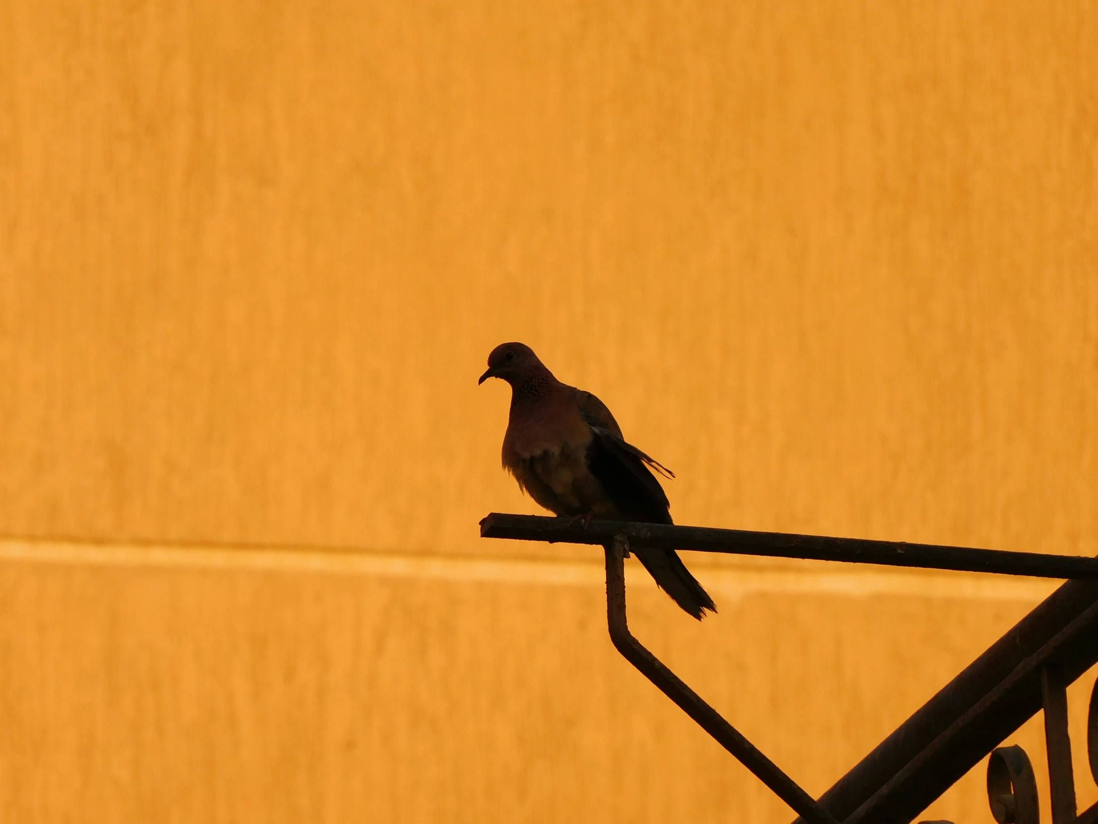 a bird sitting on the edge of a metal railing