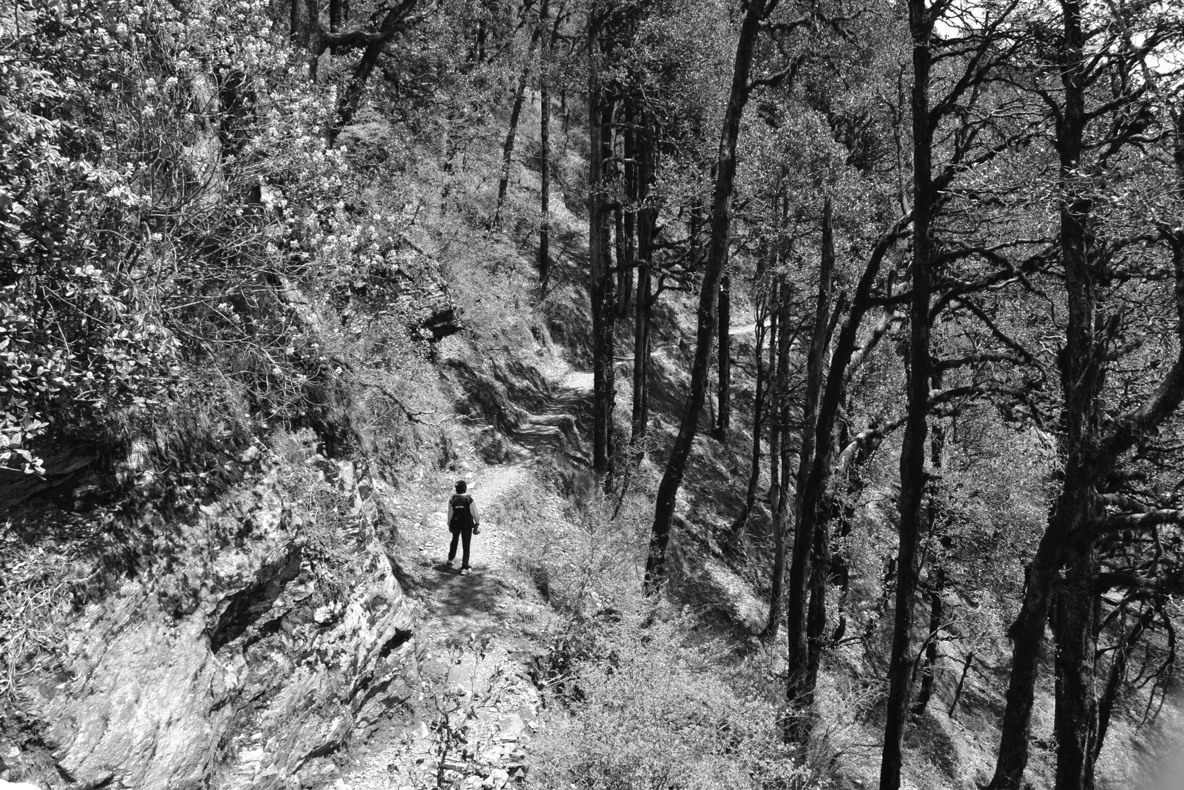 a lone person is standing in a narrow area of the woods