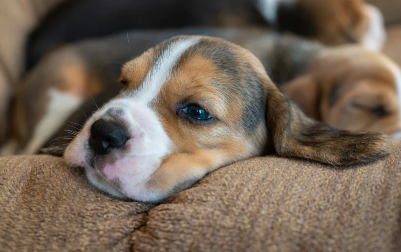 a beagle dog is resting his head on the back of a couch