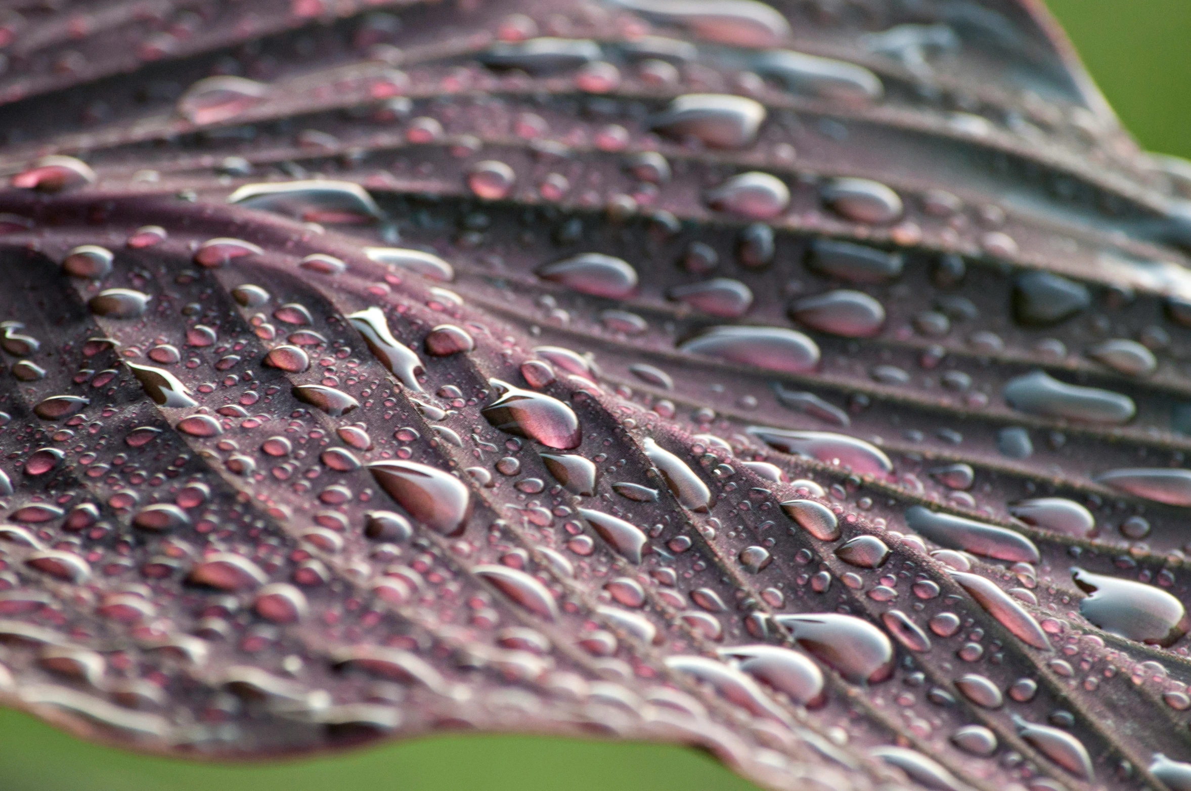 the green leaf has some drops of water on it