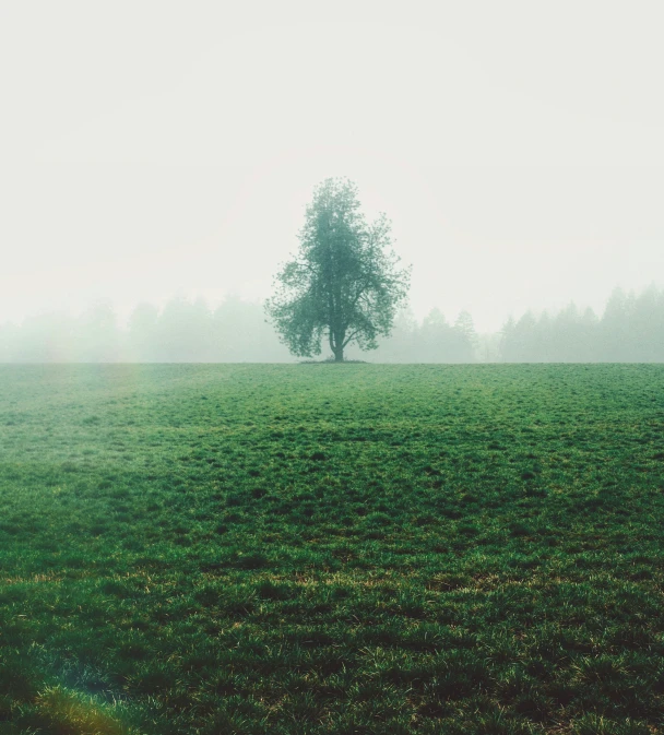 a single tree stands alone on a foggy, green field