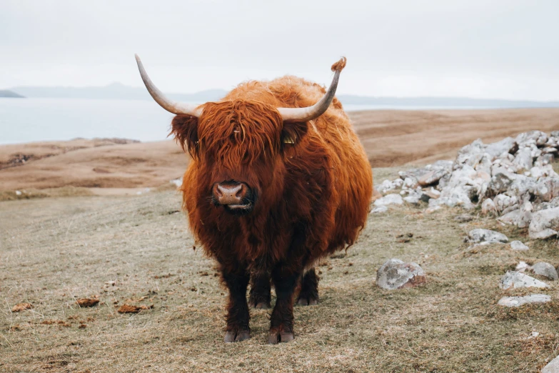 the bull is standing alone in the grass