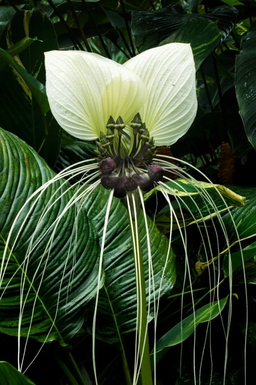 a flower that has been taken on the plant