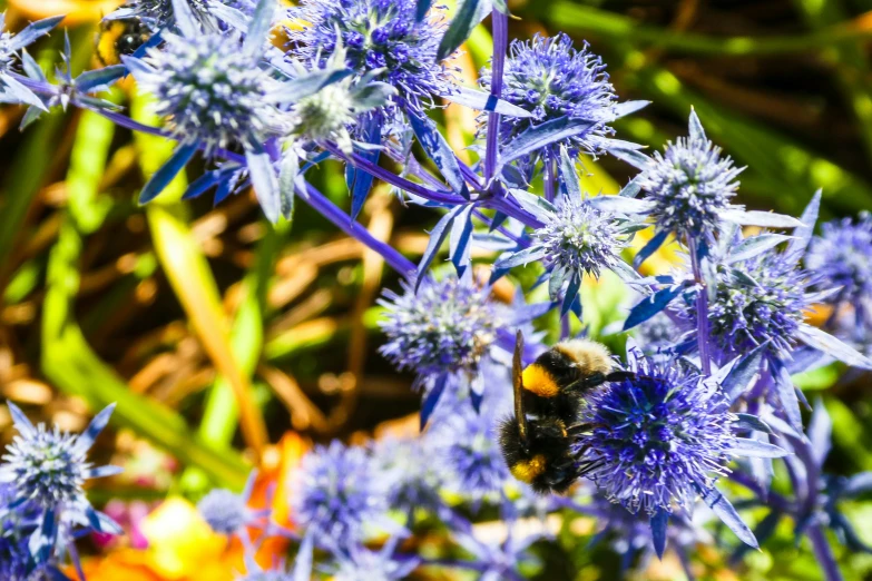 a large purple flower with a bee on it