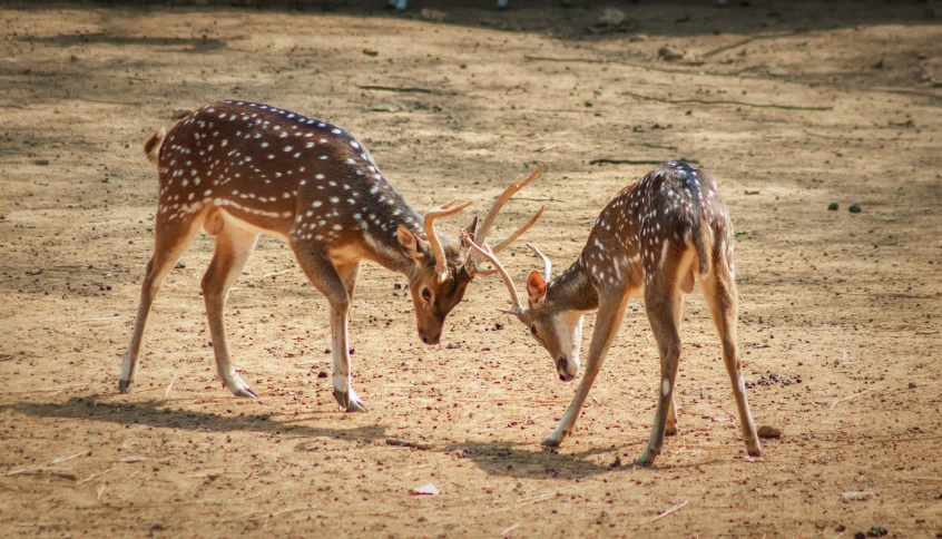 a couple of deer that are standing in the dirt