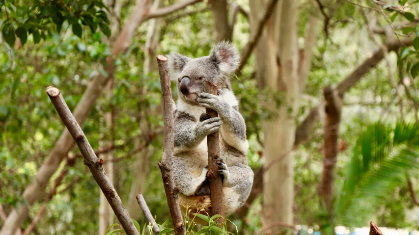 a koala bear sitting on a tree in the wild