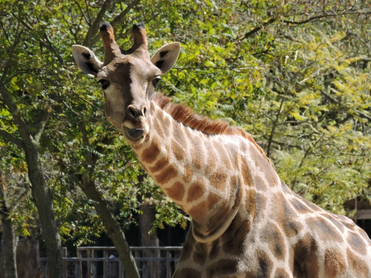 a giraffe that is looking over the fence