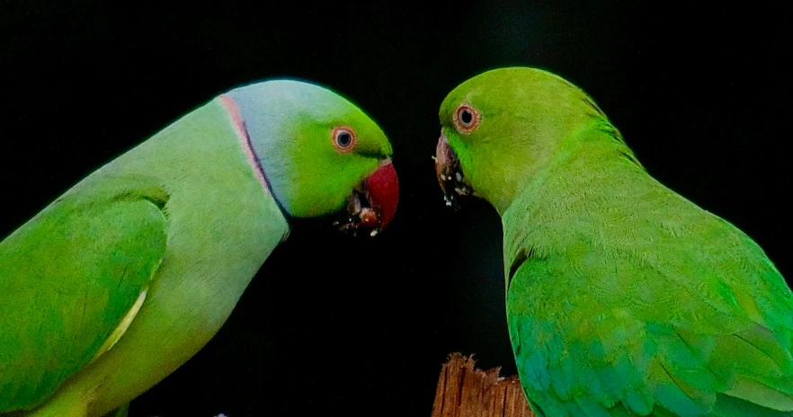 two green parrots are standing next to each other