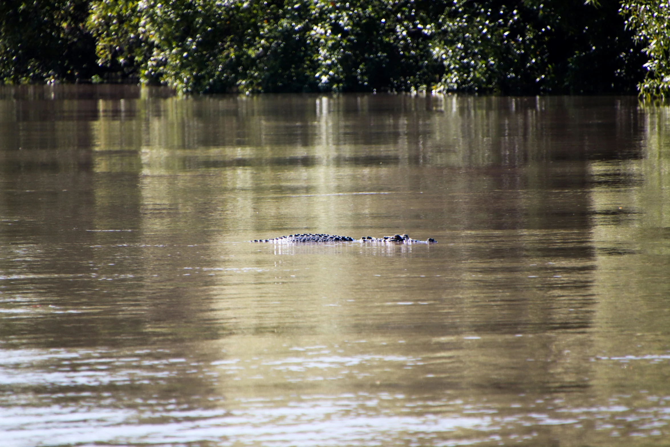 a single crocodile in some brown water near trees