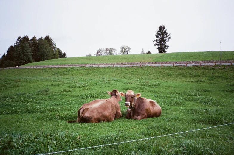 two brown cows laying down in a field next to a road